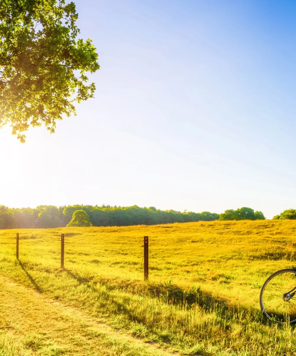 Landschaft im Sommer mit Bäumen und Wiesen im strahlenden Sonnenschein.